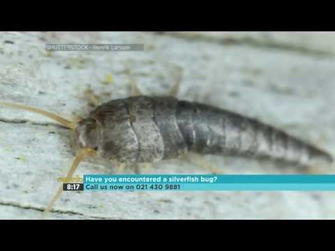 Into the Wild – Silverfish Bug 1-4