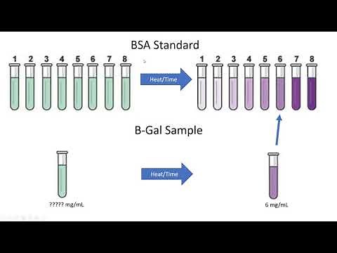 Lab 8: BCA assay Lecture