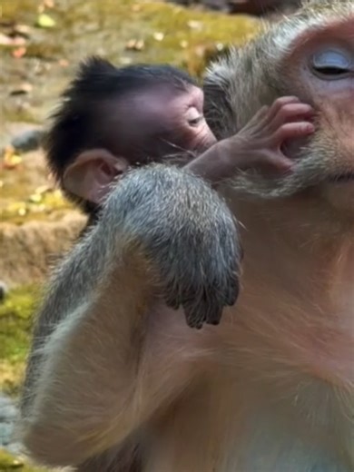 Baby Monkey Bessie Gets Angry Over Blocked Milk