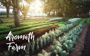 [中英双语] 法国乡村树林下小农场中生活的一家三口｜AMAZING Small Farm in France Under TREES! Aromath Farm