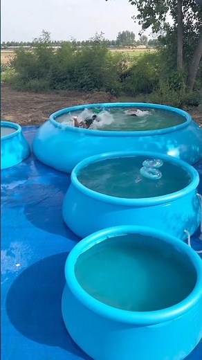 Why Inflatable Pools Are Perfect for Summer?