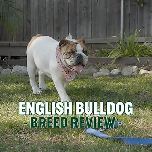 43K views · 1.2K reactions | English Bulldog's origin: BULL-BAITING  | Dogumentary TV | Facebook