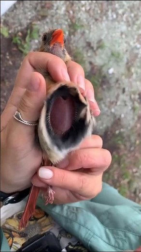 This Secret Trick Keeps Birds’ Eggs Warm!