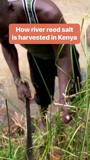 Did you know Kenya produces one of the world's most expensive salts? #salt #luxuryfood #howitsmade | Business Insider