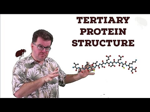 Tertiary Protein Structure