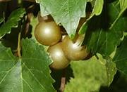 Early Fry Muscadine | Shop Muscadines | Ison's Nursery & Vineyard
