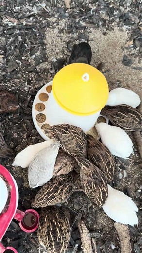 Quail sounds on the homestead #quail #quailsound #homesteading