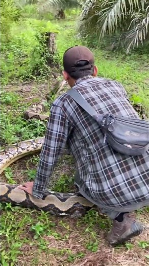Amar found a python eating a wild boar.