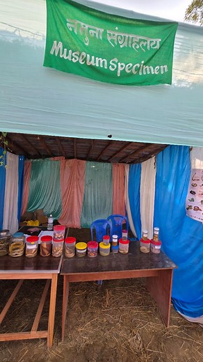 Information about some commonly found Venomous and Non-venomous snakes 🐍 Video by: Sandesh Adhikari Save The Lives Mithila Wildlife Trust #snake #snakeofinstagram #viral #fyp #rescue #nepal #wildlife #reel #janakpur | Biswash Koirala