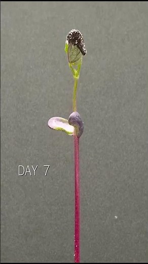 Bean Plant Growth – Amazing Time-Lapse