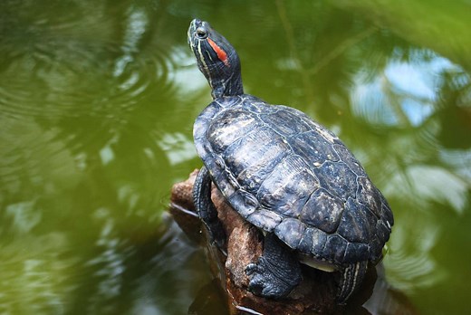 What Should I Feed My Red-Eared Slider Turtle?