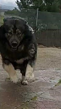 Caucasian Shepherd, "the wolf killer"