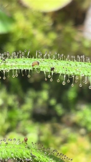 King drosera. Drosera regia