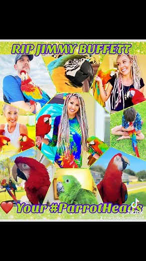 R.I.P. @jimmybuffett … 💔🦜 Captured something extra special at #Seaworld Aquatica a couple weeks ago!! Of course, it’s the only music playing at #Aquatica, & #DiscoveryCove; & always a staple here at @rainbowparrotrescueflorida , OF COURSE! Rest in #paradise, Jimmy Buffett. 💔💔 (This is a tough one!) Your music, & fun-loving soul will be missed! Thanks for the joy, & for loving all your #parrotheads; (people & parrots alike!) You brought the magical vibes of #Florida, the #Carribbean, AND #par