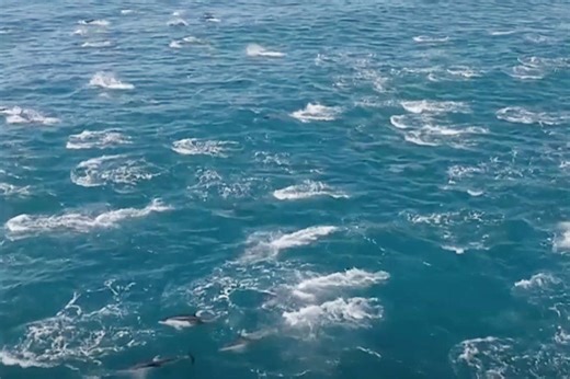Whale Watching Group Captures Stunning Video of 2,000 Dolphins Leaping Together in Rare Super Pod