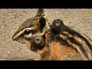 Gigantic Botfly Larvae Eliminating From Squirrel's Skin