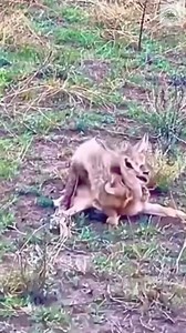 Wild Showdown: Young Cheetah vs. Brave Antelope! | Petsux