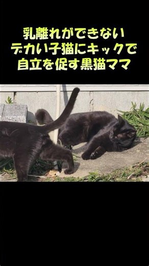 乳離れができないデカい子猫にキックで自立を促す黒猫ママ #猫 #ねこ #cat