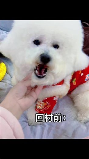 这回狗子回村彻底放飞自我了#家有萌宠过大年 #比熊 #狗子回农村 #动物迷惑行为 #萌宠日常记录