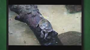 Do Florida Softshell Turtles Bite? Unveiling the Truth