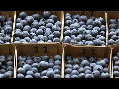 Nearly 56,000 Pounds of Frozen Blueberries Recalled Over Listeria Risk in 4 States, Canada