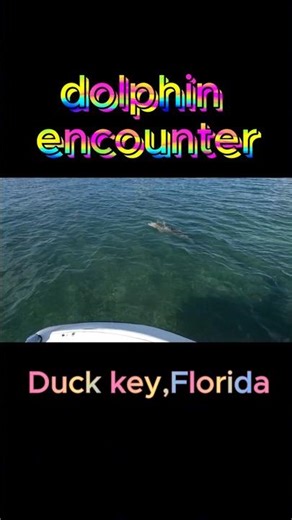dolphins in duck key