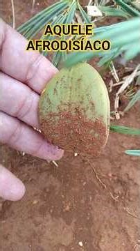 All the secrets of CATUABA, Anemopaegma arvense