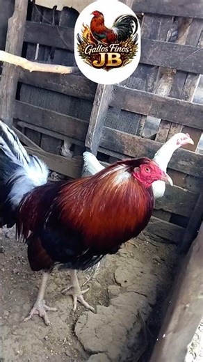GALLOS DE PELEA KELSO #roosterfarm #shortsviral #gallosfinos #suscribense