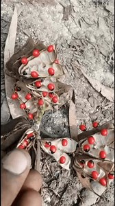 Graines d'Abrus Precatorius Gros plan | : vidéo de stock (100 % libre de droit) 3960422953 | Shutterstock