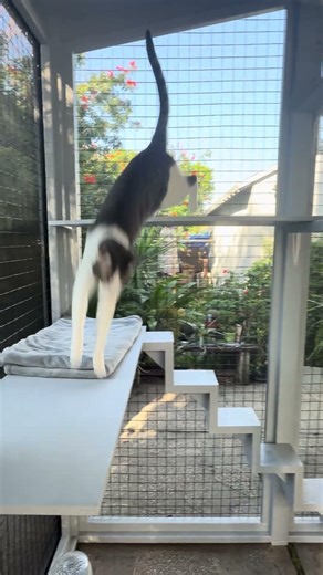 Spectacular Altadena Screened-In Patio Catio