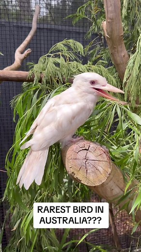 Rare White Kookaburra in Australia: A Fascinating Wildlife Encounter