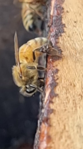 12 reactions | The poor little native hive failed, so the euros are taking advantage of raiding some propolis.  . #tetragonula #hockingsi #carbonaria #australis #austroplebeiaaustralis #bee #bees #honeybees #apis #apismellifera #backyardbeekeeping #beelasered #australiannativebees #beekeeper #beesknees #beesatwork #pollinators #savethebees #nativebeesofaustralia #meliponiculture #brisbane #queenbee #stinglessbees | Bee Lasered | Facebook