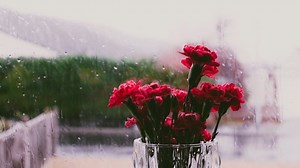 Flowers, Roses, Rain. Free Stock Video