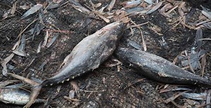 INDIAN OCEAN TUNA FLEET BLACKLISTED