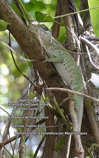 Lagarto Verde Puerto Rican Giant Anole Anolis cuvieri Endémico de Puerto Rico Es el anolis más grande de Puerto Rico, llegando a medir más de 5 pulgadas de largo sin contar la cola. Contando la cola mide alrededor de 12 pulgadas. Son principalmente de color verde brillante aunque hay una variante de color marrón grisáceo y verde opaco con pecas oscuras. Cuando por alguna razón están en estrés su color se pone marrón oscuros. Los juveniles son de color marrón grisáceo con algunas manchas marrón o