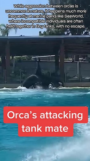 Shocking Orca Attack at SeaWorld Filmed by Park Visitor 1 day after Nakai died #seaworld #orca #aggression #attack #fighting #injury #captivity #seaworldsandiego #captivitykills #sufferingforyou #dontbuyaticket #endcaptivity #thanksbutnotanks #justanotheranimalactivist #foryoupage #foryou #fyp #viral #blowthisup