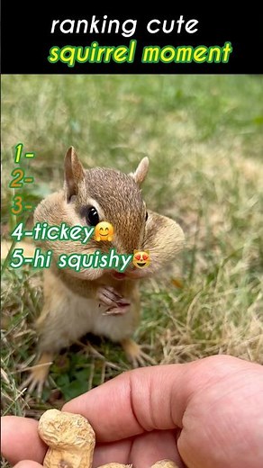 Cutest Squirrel Moments 🐿️