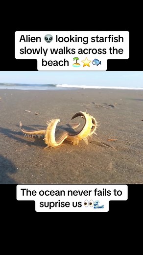 Alien Looking Starfish Crawling Across Sandy Beach