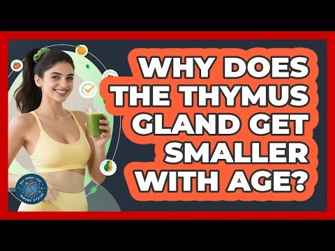 Why Does The Thymus Gland Get Smaller With Age?