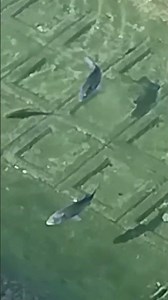 #川 の #魚 町内散歩コース今日の川の魚 #チヌ #アイゴ 沢山見えます。徳島海部牟岐
