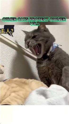 OTHER CATS PROTECT OWNER VS THIS CAT☠️☠️ #cat #catshorts