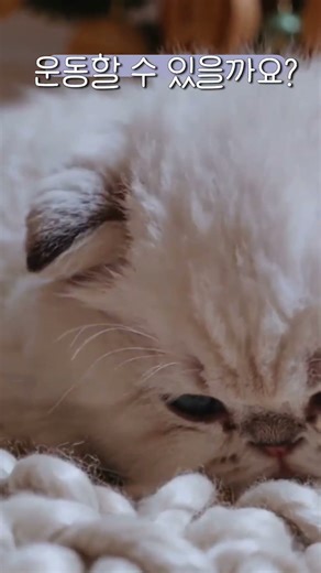 This Baby Cat Starts Dieting… Without Moving 🤣움직이지 않는 다이어트 시작합니다…(?)