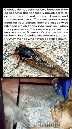 Cicadas do not sting or bite because they do not have the necessary mouth parts to do so.