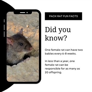 Pack rats are known for their characteristic searching of materials to bring back to their nests creating an ever-expanding collection. As the name "pack rat" implies, they have a tendency to pack away small objects such as jewelry, utensils, can tabs, and other items. To learn more visit www.trulynolen.com. | Truly Nolen Pest & Termite Control