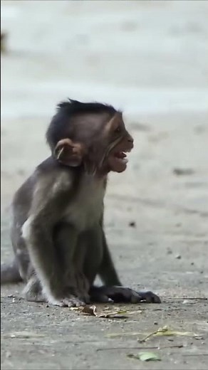 Baby monkey smiling. #babymonkeycrying #cutebabymonkey #babymonkeycry #babymonkey