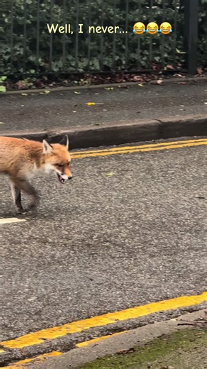 People often say foxes may be aggressive towards cats. Maybe! But I witnessed otherwise and this cat proves my point - very often that’s foxes who are afraid. 😂 #foxesoftiktok #catsoftiktok #wildlifeoftiktok #smartcat #funnyfox