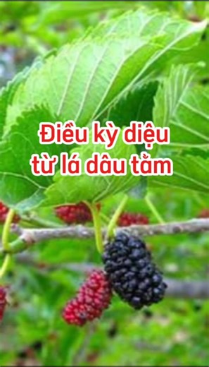 Nhắc đến lá dâu tằm, nhiều người chỉ nghĩ đơn giản: đó là thức ăn của con tằm. Nhưng ít ai biết rằng, trong y học cổ truyền và dinh dưỡng hiện đại, lá dâu tằm lại là một nguồn dưỡng chất mộc mạc nhưng rất đáng trân trọng. Một giá trị quen thuộc với người xưa, nhưng dần bị lãng quên trong nhịp sống ngày nay.