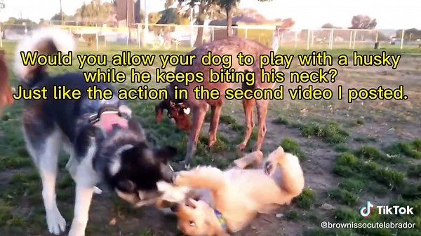 Why does this husky keep biting the neck of the little blonde?😂#pet #fyp #dog #husky