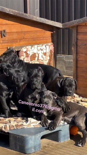 adorable cane corso puppies ready for adoption