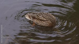 Wild duck dives underwater in search of food on a lake
